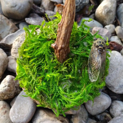 Magnetic deer antler hook w/ cicada 