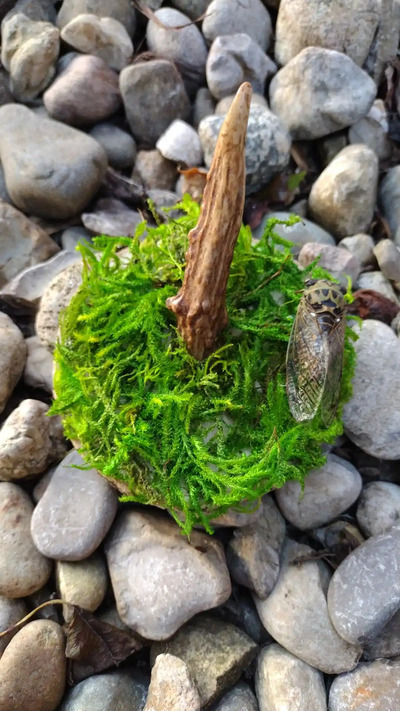 magnetic deer antler hook w/ cicada 