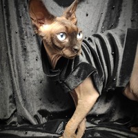 Black Pearls - Velvet - Thumbnail 1