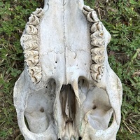Vegvisir Cow Skull - Thumbnail 4
