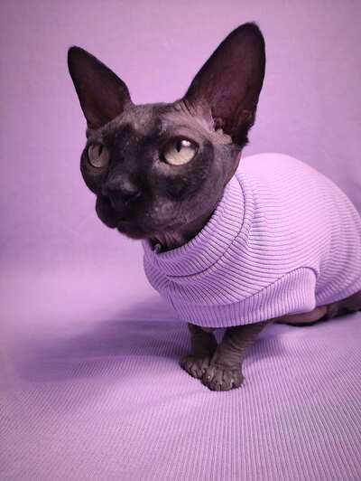 Lilacs - Ribbed For Her Pleasure 