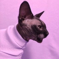 Lilacs - Ribbed For Her Pleasure  - Thumbnail 2