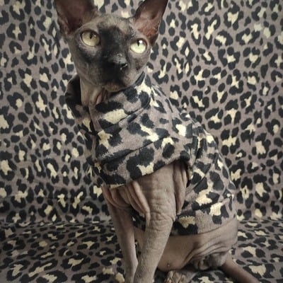 Sphynx leopard - sweaterknit