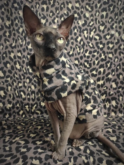 Sphynx Leopard - Sweaterknit