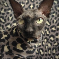 Sphynx Leopard - Sweaterknit - Thumbnail 2