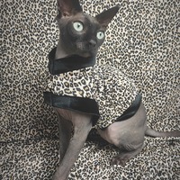 Lil Leopard - Velvet - Thumbnail 1