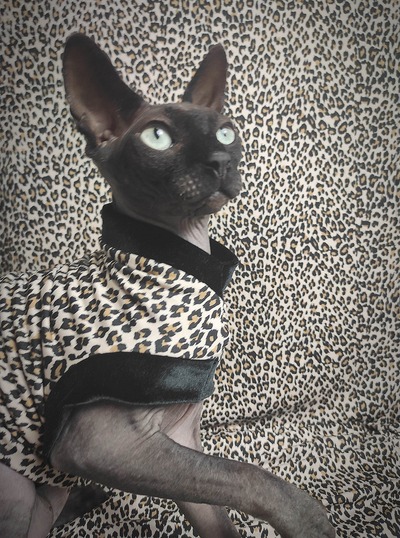 Lil Leopard - Velvet