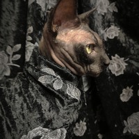 Stick-And-Poke Roses - Velvet - Thumbnail 3