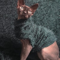 Evergreen - Fluffy - Thumbnail 1