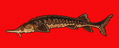 sturgeon stickers/magnets/keychains