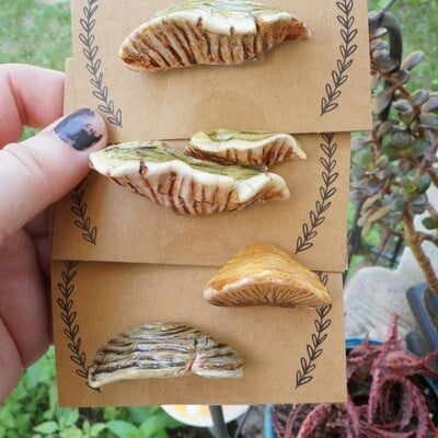 Shelf mushroom pin collection