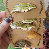 Shelf Mushroom Pin Collection - Thumbnail 4