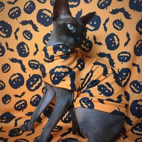 Jack-N'-Bats - Sweaterknit - Thumbnail 2