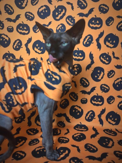 Jack-N'-Bats - Sweaterknit