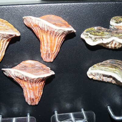 Mystery mushroom magnet