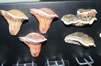 Mystery Mushroom Magnet