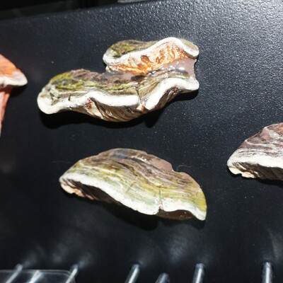 Mystery mushroom magnet