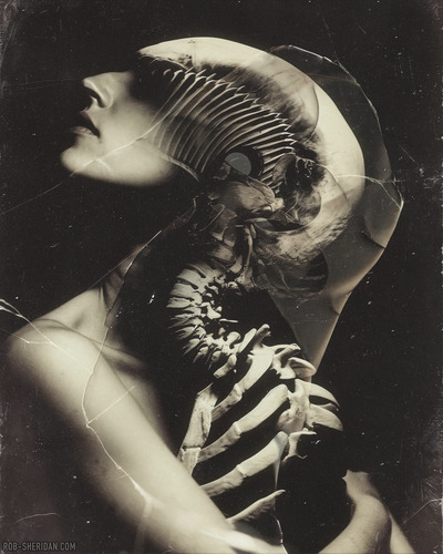 Shedding Bones I - large giclée print - 16" x 20"