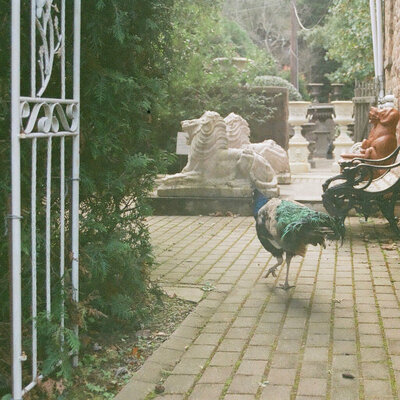 Chet wasted - raspberry