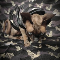 Victorian Bats - Thumbnail 1