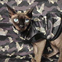 Victorian Bats - Thumbnail 2