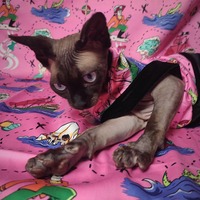 My Cat Found Neverland - Thumbnail 2