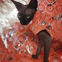 Holographic Halloween Camo - Thumbnail 2