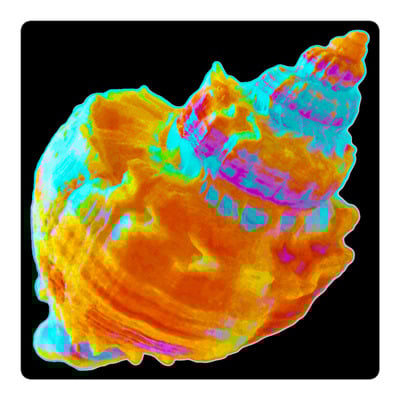 Sea Shell Vinyl Sticker