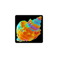 Sea Shell Vinyl Sticker - Thumbnail 2