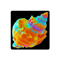 Sea Shell Vinyl Sticker - Thumbnail 1