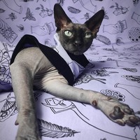 Mystic In Lilac - Thumbnail 1