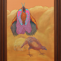 Endangered Western Tragopan Pheasant Full Mating Ritual Display - Thumbnail 1