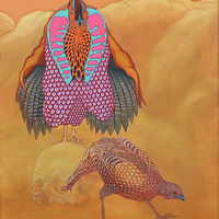 Endangered Western Tragopan Pheasant Full Mating Ritual Display - Thumbnail 2