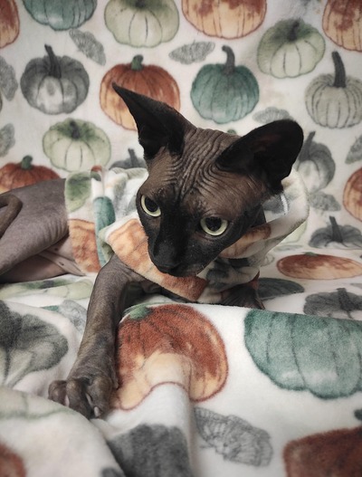 Pumpkins and Butterflies - Luxe Fleece