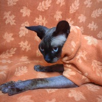 Leaf Me Alone - Luxe Fleece - Thumbnail 1