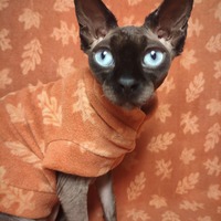 Leaf Me Alone - Luxe Fleece - Thumbnail 3