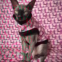 Pussy Wardrobe - Thumbnail 1