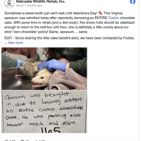 Costco Chocolate Cake Opossum Postcard - Thumbnail 1