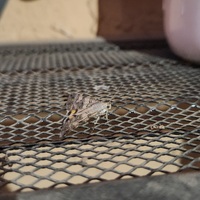 Season of the Witch earrings - Thumbnail 4