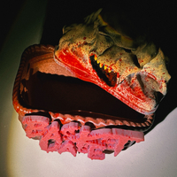 Basket Case - Belial Stashie - Thumbnail 3