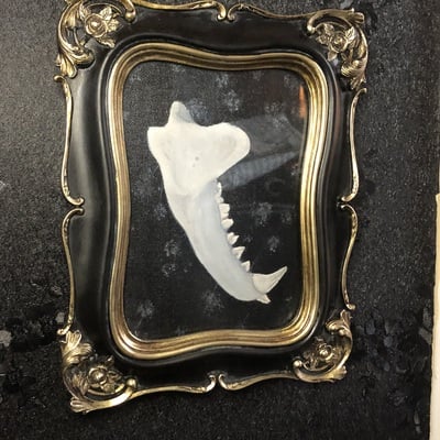 Framed original fox jaw painting