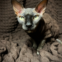 Umber - Catbumps - Thumbnail 1