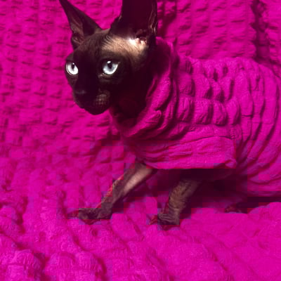 Loveless pink - catbumps