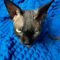 Deep Cerulean - Catbumps - Thumbnail 2