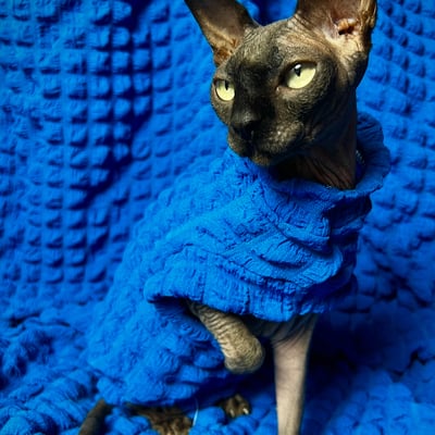 Deep cerulean - catbumps