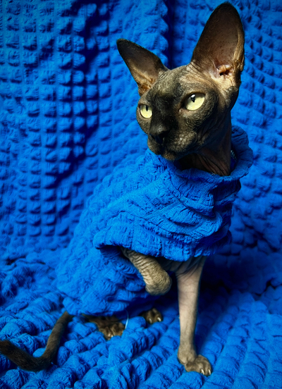 Deep Cerulean - Catbumps