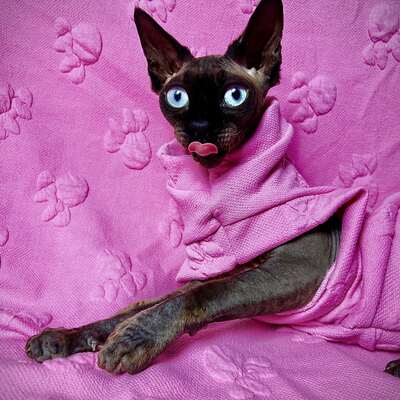 Minnie - knit fleece