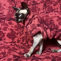 Biomorphic - Luxe Fleece - Thumbnail 1