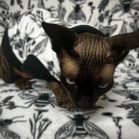 Beehive - Luxe Fleece - Thumbnail 3