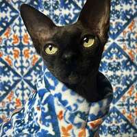 Tiled In (Blue) - Luxe Fleece - Thumbnail 1